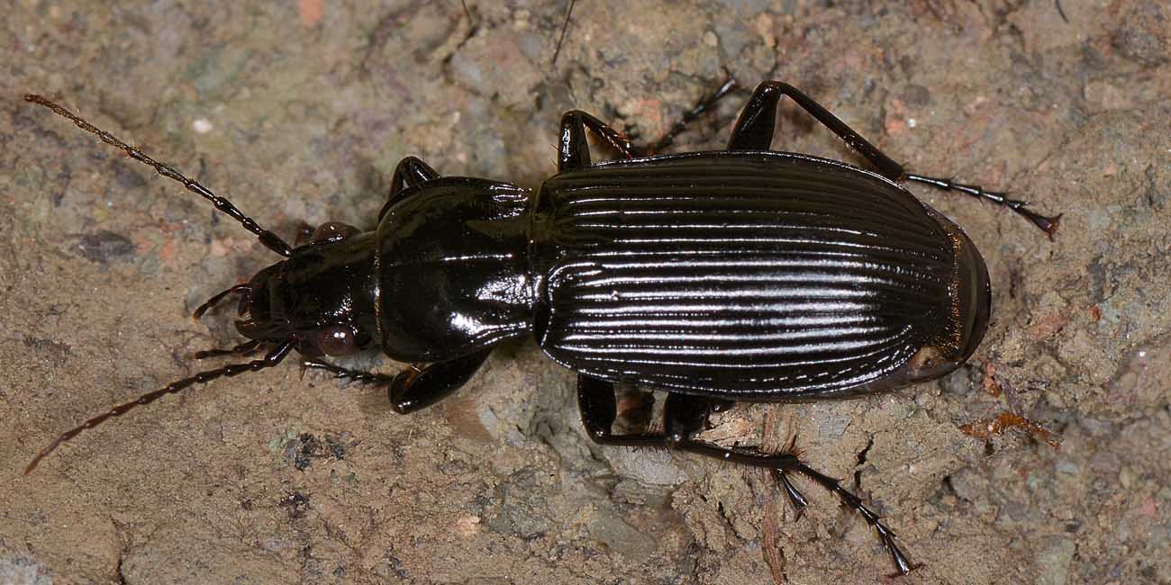 Pterostichus niger